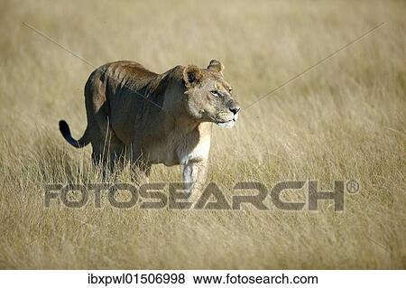 "Lion (Panthera leo), Okavango Delta, Botswana, Africa" View Large Photo Image Stock Photo - "Lion (Panthera leo), Okavango Delta, Botswana, Africa". Fotosearch