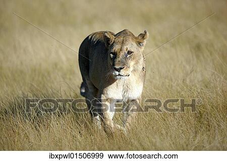 "Lion (Panthera leo), Okavango Delta, Botswana, Africa" View Large Photo Image Stock Photo - "Lion (Panthera leo), Okavango Delta, Botswana, Africa". Fotosearch