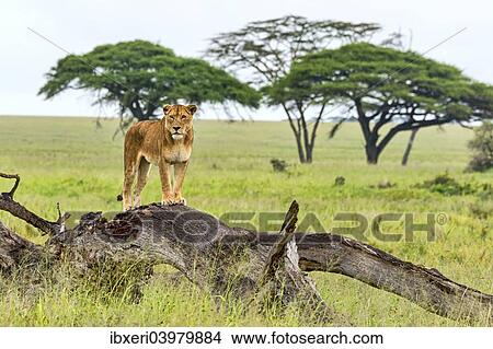 "Lion (Panthera leo) on rotten tree, Serengeti, Tanzania, Africa" View Large Photo Image Picture - "Lion (Panthera leo) on rotten tree, Serengeti, Tanzania, Africa". Fotosearch