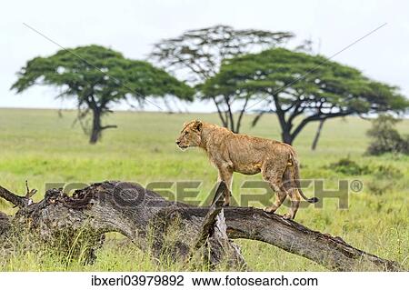Stock Image - "Lion (Panthera leo) on rotten tree, Serengeti, Tanzania, Africa". Fotosearch