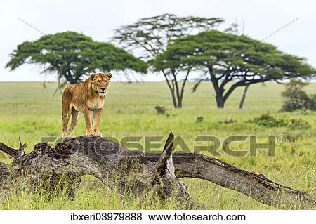 "Lion (Panthera leo) on rotten tree, Serengeti, Tanzania, Africa" View Large Photo Image Stock Photo - "Lion (Panthera leo) on rotten tree, Serengeti, Tanzania, Africa". Fotosearch
