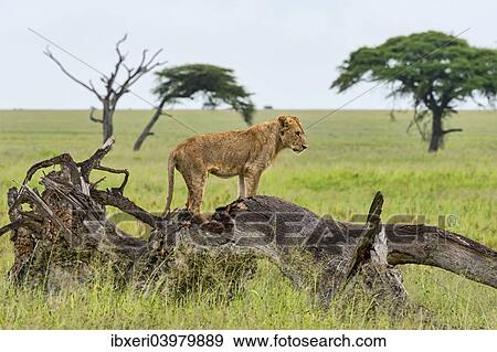 "Lion (Panthera leo) on rotten tree, Serengeti, Tanzania, Africa" View Large Photo Image Stock Photo - "Lion (Panthera leo) on rotten tree, Serengeti, Tanzania, Africa". Fotosearch