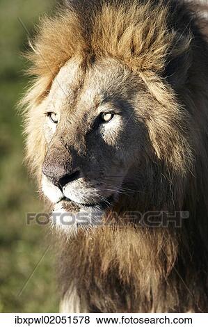 "Lion (Panthera leo), portrait, Ngorongoro Crater, Ngorongoro Conservation Area, Tanzania, Africa" View Large Photo Image Stock Photo - "Lion (Panthera leo), portrait, Ngorongoro Crater, Ngorongoro Conservation Area, Tanzania, Africa". Fotosearch