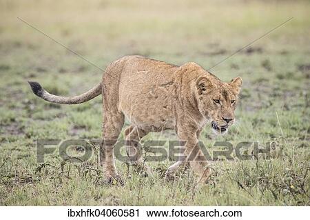"Lion (Panthera leo), Queen Elizabeth National Park, Uganda, Africa" View Large Photo Image Stock Image - "Lion (Panthera leo), Queen Elizabeth National Park, Uganda, Africa". Fotosearch