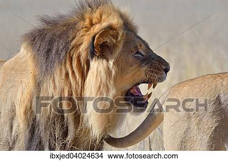 "Lion (Panthera leo), roaring and following the tail of a lioness, Kgalagadi Transfrontier Park, Northern Cape, South Africa, Africa" View Large Photo Image Picture - "Lion (Panthera leo), roaring and following the tail of a lioness, Kgalagadi Transfrontier Park, Northern Cape, South Africa, Africa". Fotosearch