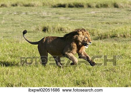 "Lion (Panthera leo), running, Ngorongoro Crater, Ngorongoro Conservation Area, Tanzania, Africa" View Large Photo Image Stock Photograph - "Lion (Panthera leo), running, Ngorongoro Crater, Ngorongoro Conservation Area, Tanzania, Africa". Fotosearch