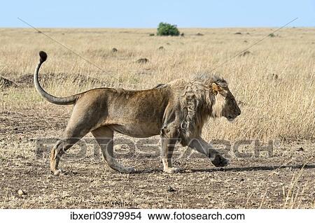 Picture - "Lion (Panthera leo) running through the steppe, Maasai Mara, Kenya, Africa". Fotosearch