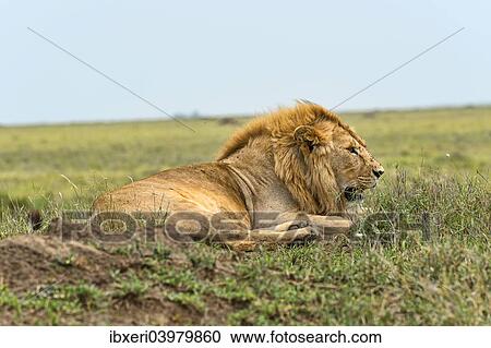 "Lion (Panthera leo), Serengeti, Tanzania, Africa" View Large Photo Image Stock Image - "Lion (Panthera leo), Serengeti, Tanzania, Africa". Fotosearch