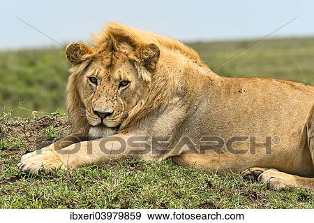 "Lion (Panthera leo), Serengeti, Tanzania, Africa" View Large Photo Image Stock Photo - "Lion (Panthera leo), Serengeti, Tanzania, Africa". Fotosearch