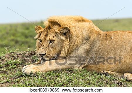 "Lion (Panthera leo), Serengeti, Tanzania, Africa" View Large Photo Image Stock Photo - "Lion (Panthera leo), Serengeti, Tanzania, Africa". Fotosearch