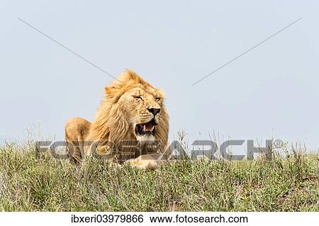 "Lion (Panthera leo), Serengeti, Tanzania, Africa" View Large Photo Image Stock Photograph - "Lion (Panthera leo), Serengeti, Tanzania, Africa". Fotosearch