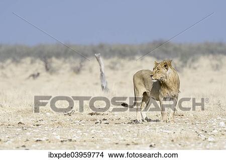 "Lion (Panthera leo), sub-adult male standing in grassland, Etosha National Park, Namibia, Africa" View Large Photo Image Picture - "Lion (Panthera leo), sub-adult male standing in grassland, Etosha National Park, Namibia, Africa". Fotosearch