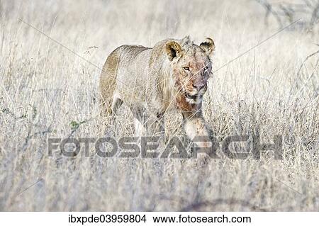 "Lion (Panthera leo), sub-adult male walking through grass, Etosha National Park, Namibia, Africa" View Large Photo Image Picture - "Lion (Panthera leo), sub-adult male walking through grass, Etosha National Park, Namibia, Africa". Fotosearch