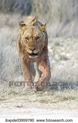 Stock Image - "Lion (Panthera leo), sub-adult male walking through grass, Etosha National Park, Namibia, Africa". Fotosearch