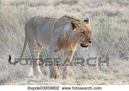 "Lion (Panthera leo), sub-adult male standing in grass, Etosha National Park, Namibia, Africa" View Large Photo Image Stock Image - "Lion (Panthera leo), sub-adult male standing in grass, Etosha National Park, Namibia, Africa". Fotosearch
