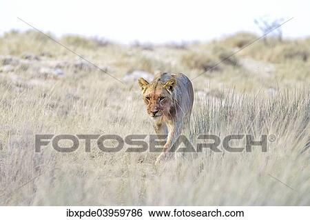 "Lion (Panthera leo), sub-adult male walking through grass, Etosha National Park, Namibia, Africa" View Large Photo Image Stock Photograph - "Lion (Panthera leo), sub-adult male walking through grass, Etosha National Park, Namibia, Africa". Fotosearch