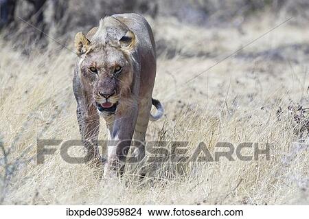 Picture - "Lion (Panthera leo), sub-adult walking through grass, Etosha National Park, Namibia, Africa". Fotosearch