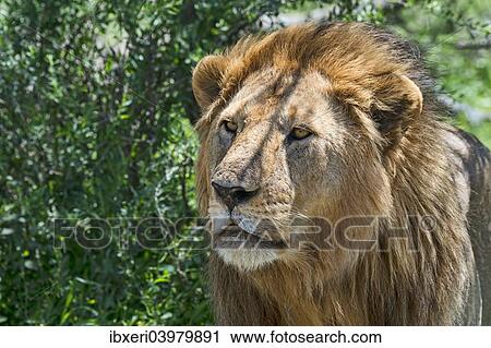 Stock Image - "Lion (Panthera leo), Tanzania, Africa". Fotosearch