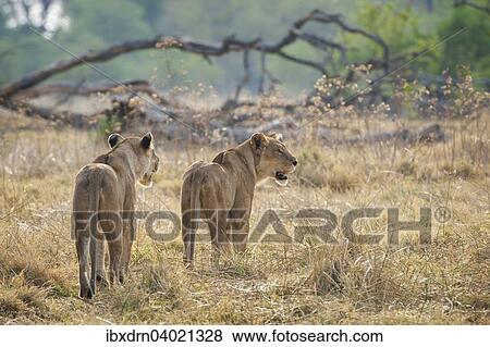 Stock Photo - "Lion (Panthera leo), two lionesses roam their territory, Kasane, Chobe National Park, Botswana, Africa". Fotosearch