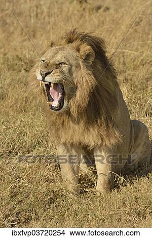 "Lion (Panthera leo), with a mane, Ngorongoro, Serengeti, Tanzania, Africa" View Large Photo Image Picture - "Lion (Panthera leo), with a mane, Ngorongoro, Serengeti, Tanzania, Africa". Fotosearch