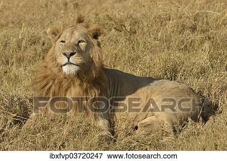 "Lion (Panthera leo), with a mane, Ngorongoro, Serengeti, Tanzania, Africa" View Large Photo Image Stock Photo - "Lion (Panthera leo), with a mane, Ngorongoro, Serengeti, Tanzania, Africa". Fotosearch