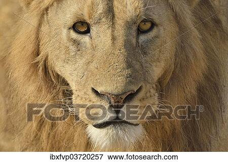 Stock Photo - "Lion (Panthera leo), with a mane, portrait, Ngorongoro, Serengeti, Tanzania, Africa". Fotosearch