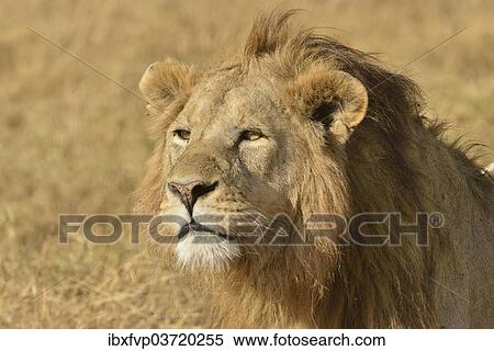 Stock Photography - "Lion (Panthera leo), with a mane, Ngorongoro, Serengeti, Tanzania, Africa". Fotosearch