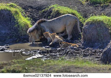 "Lion (Panthera leo) with cubs at a waterhole, Masai Mara National Reserve, Kenya, East Africa, Africa, PublicGround, Africa" View Large Photo Image Picture - "Lion (Panthera leo) with cubs at a waterhole, Masai Mara National Reserve, Kenya, East Africa, Africa, PublicGround, Africa". Fotosearch