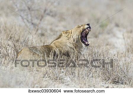 "Lion (Panthera leo) yawning, Etosha National Park, Namibia, Africa" View Large Photo Image Picture - "Lion (Panthera leo) yawning, Etosha National Park, Namibia, Africa". Fotosearch
