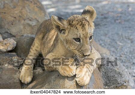 "Lion (Panthera leo), young, 3 months, captive" View Large Photo Image Picture - "Lion (Panthera leo), young, 3 months, captive". Fotosearch