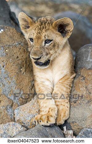 Stock Image - "Lion (Panthera leo), young, 3 months, captive". Fotosearch