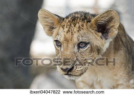 "Lion (Panthera leo), young, 3 months, captive" View Large Photo Image Stock Image - "Lion (Panthera leo), young, 3 months, captive". Fotosearch