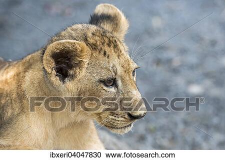 Stock Image - "Lion (Panthera leo), young, 3 months, captive". Fotosearch