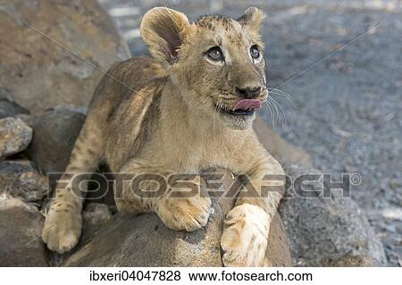 "Lion (Panthera leo), young, 3 months, captive" View Large Photo Image Stock Photo - "Lion (Panthera leo), young, 3 months, captive". Fotosearch