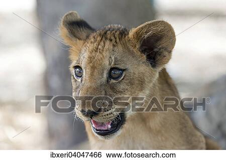 "Lion (Panthera leo), young, 3 months, captive" View Large Photo Image Stock Photograph - "Lion (Panthera leo), young, 3 months, captive". Fotosearch