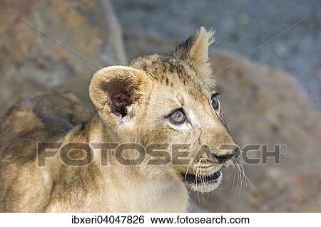 "Lion (Panthera leo), young, 3 months, captive" View Large Photo Image Stock Photograph - "Lion (Panthera leo), young, 3 months, captive". Fotosearch