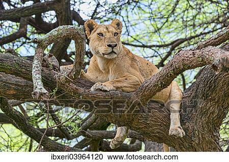 "Lion (Panthers leo), lioness on a tree, Manyara, Tanzania, Africa" View Large Photo Image Stock Image - "Lion (Panthers leo), lioness on a tree, Manyara, Tanzania, Africa". Fotosearch