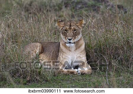 "Lioness (Panthera leo), adult, Maasai Mara, Kenya, Africa" View Large Photo Image Stock Image - "Lioness (Panthera leo), adult, Maasai Mara, Kenya, Africa". Fotosearch