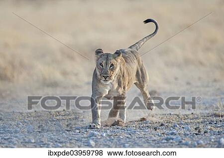 Stock Photo - "Lioness (Panthera leo), adult running on rocky ground, Etosha National Park, Namibia, Africa". Fotosearch