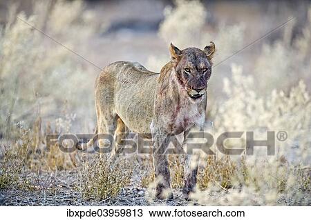 "Lioness (Panthera leo), adult, bloodstained, Etosha National Park, Namibia, Africa" View Large Photo Image Stock Image - "Lioness (Panthera leo), adult, bloodstained, Etosha National Park, Namibia, Africa". Fotosearch