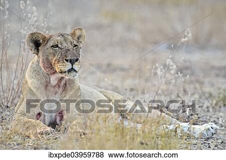 "Lioness (Panthera leo), adult, bloodstained, Etosha National Park, Namibia, Africa" View Large Photo Image Stock Photo - "Lioness (Panthera leo), adult, bloodstained, Etosha National Park, Namibia, Africa". Fotosearch