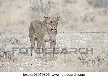 "Lioness (Panthera leo), adult, standing on rocky ground, Etosha National Park, Namibia, Africa" View Large Photo Image Stock Photograph - "Lioness (Panthera leo), adult, standing on rocky ground, Etosha National Park, Namibia, Africa". Fotosearch
