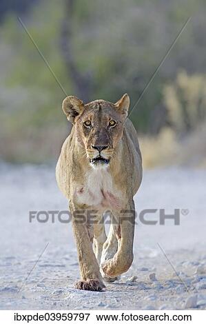 Stock Photo - "Lioness (Panthera leo), adult walking, Etosha National Park, Namibia, Africa". Fotosearch