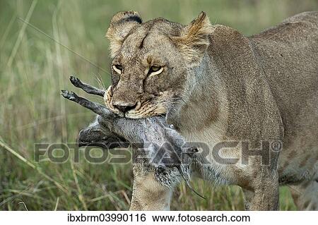 "Lioness (Panthera leo), adult, with warthog kill, Maasai Mara, Kenya, Africa" View Large Photo Image Stock Photograph - "Lioness (Panthera leo), adult, with warthog kill, Maasai Mara, Kenya, Africa". Fotosearch