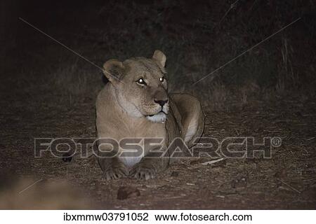 Stock Image - "Lioness (Panthera leo) at night, Namibia, Africa". Fotosearch