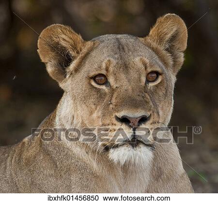 "Lioness (Panthera leo), Chobe National Park, Botswana, Africa" View Large Photo Image Stock Image - "Lioness (Panthera leo), Chobe National Park, Botswana, Africa". Fotosearch