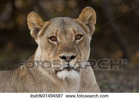 Stock Photo - "Lioness (Panthera leo), Chobe National Park, Botswana, Africa". Fotosearch