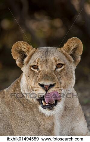 "Lioness (Panthera leo), Chobe National Park, Botswana, Africa" View Large Photo Image Stock Photo - "Lioness (Panthera leo), Chobe National Park, Botswana, Africa". Fotosearch