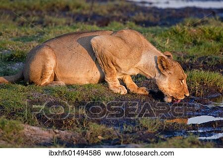 "Lioness (Panthera leo), Chobe National Park, Botswana, Africa" View Large Photo Image Stock Photograph - "Lioness (Panthera leo), Chobe National Park, Botswana, Africa". Fotosearch