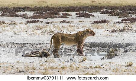 "Lioness (Panthera leo) drinking at a waterhole in the Etosha Pan, Etosha National Park, Namibia, Africa" View Large Photo Image Stock Image - "Lioness (Panthera leo) drinking at a waterhole in the Etosha Pan, Etosha National Park, Namibia, Africa". Fotosearch